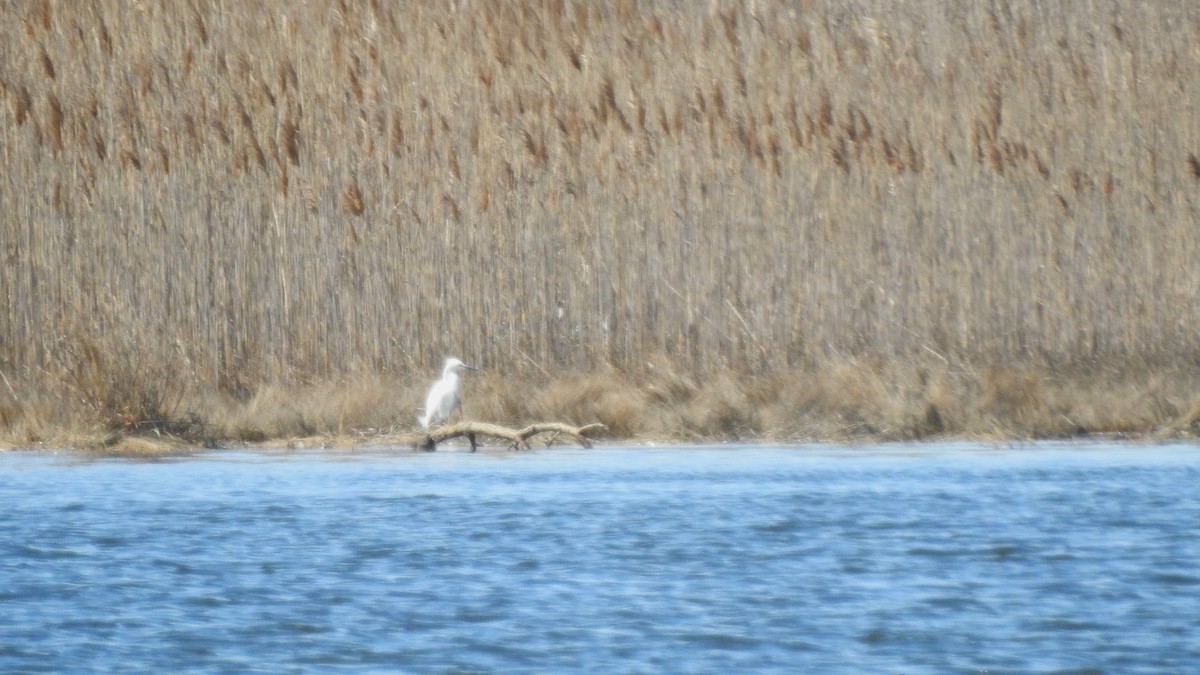 Snowy Egret - ML617114569