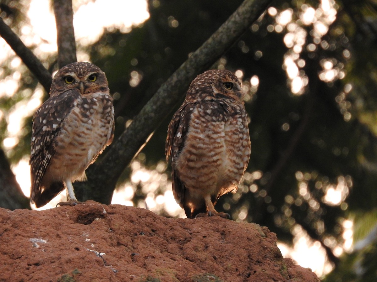 Burrowing Owl - ML617114578