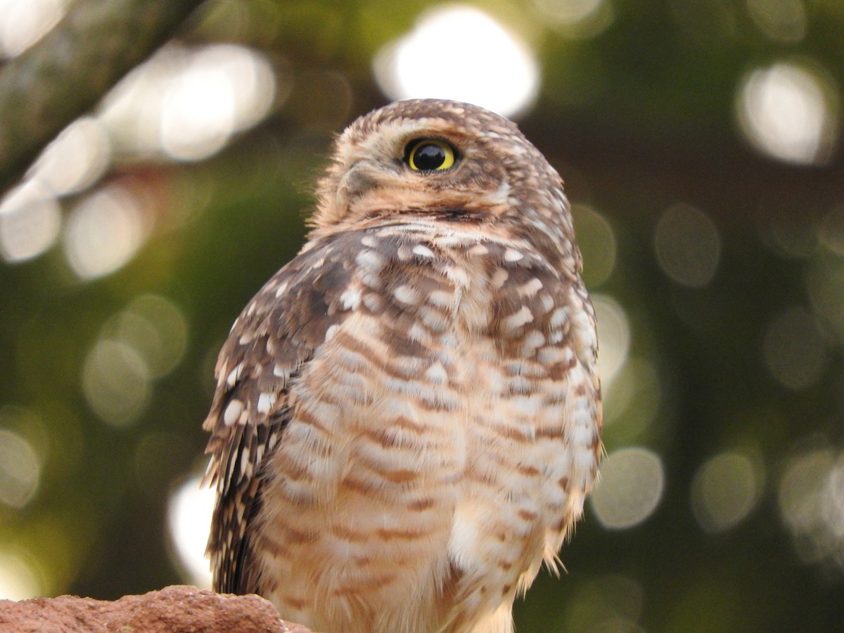 Burrowing Owl - Roberto Rebeque Junior