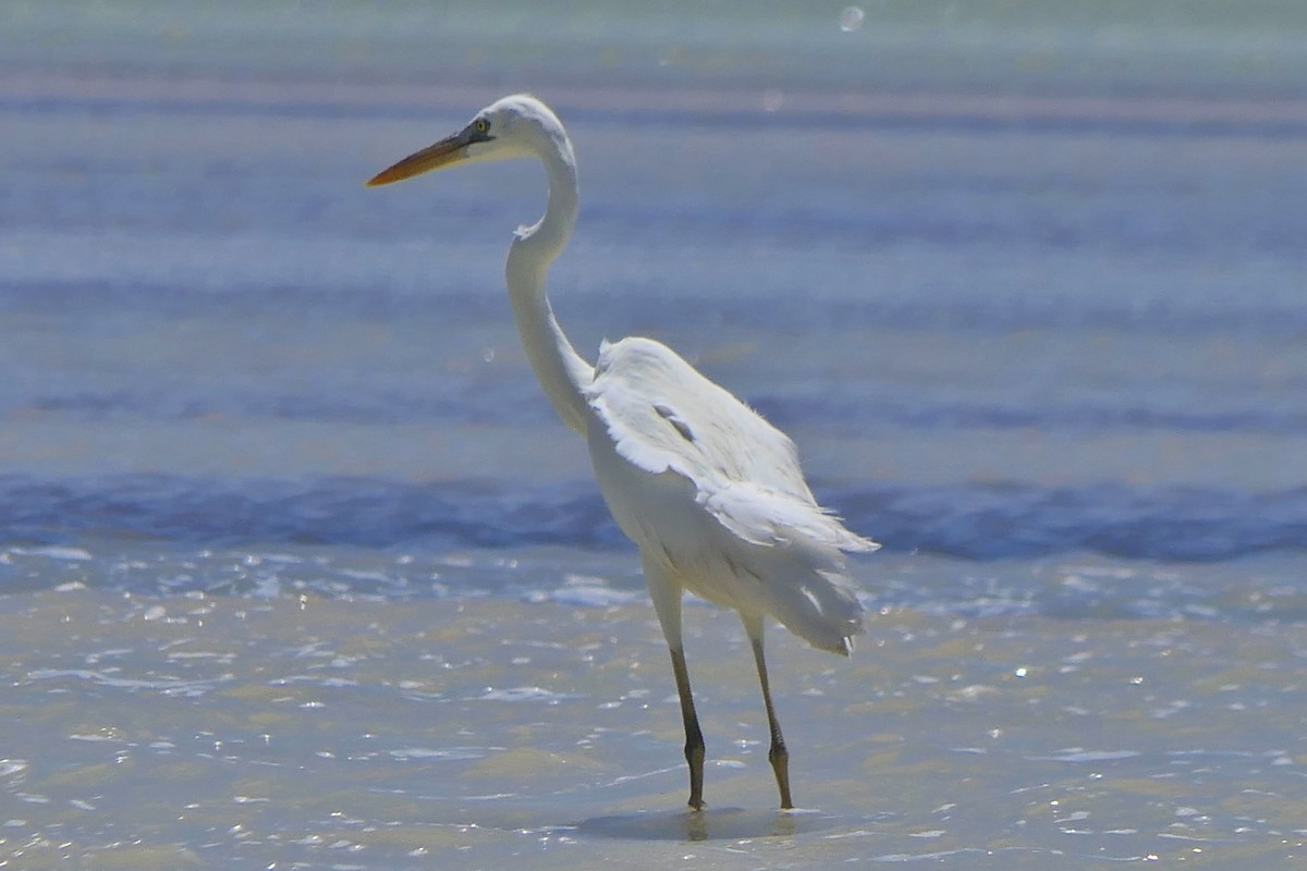 Great Blue Heron - ML617114593