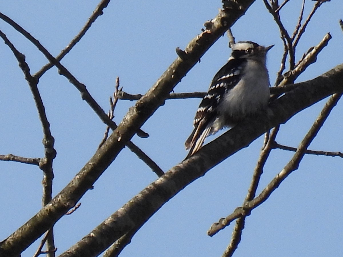 Downy Woodpecker - ML617114610