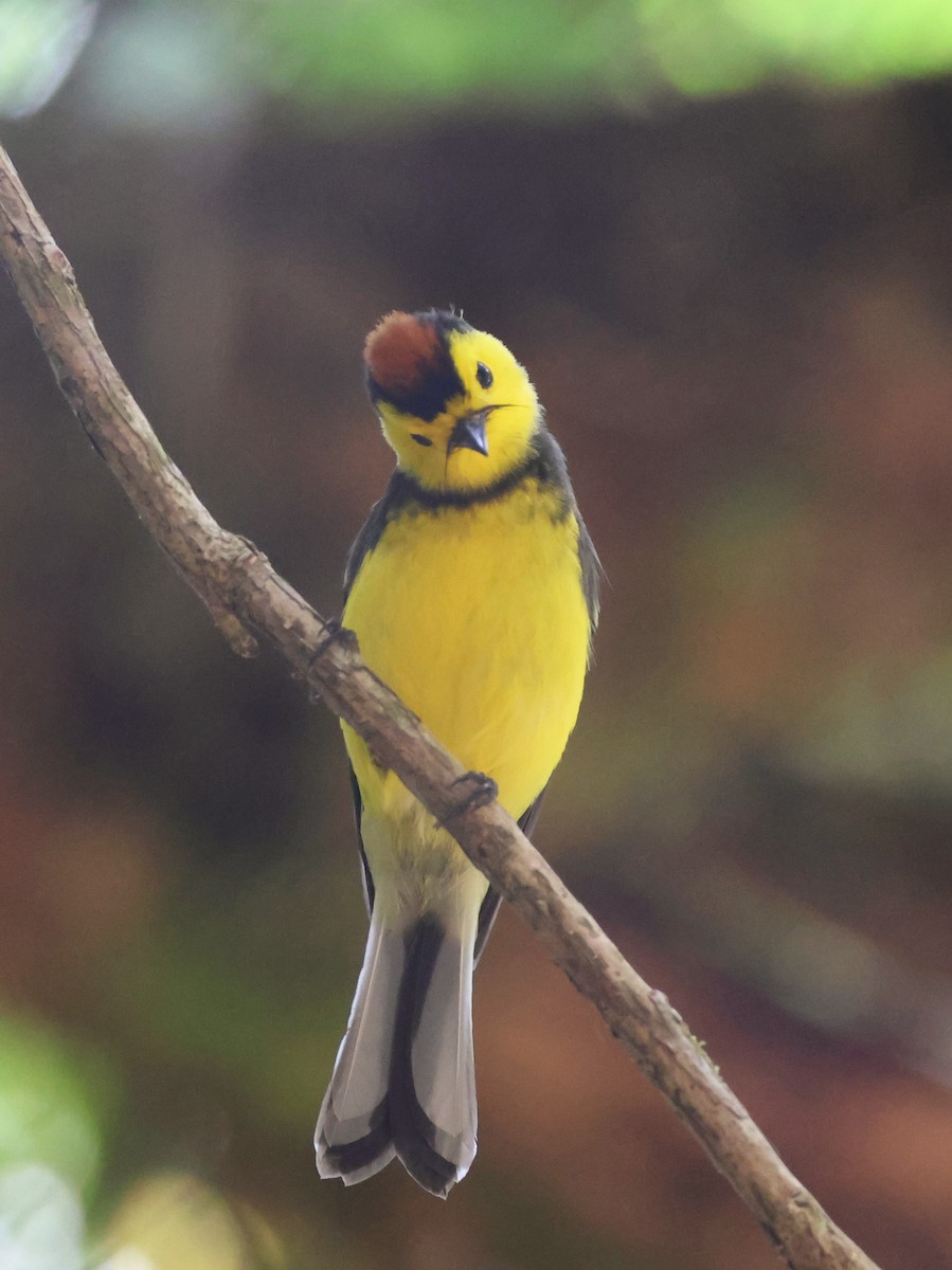 Collared Redstart - ML617114631