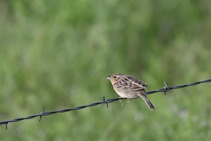 Grasshopper Sparrow - Danny Kelleher