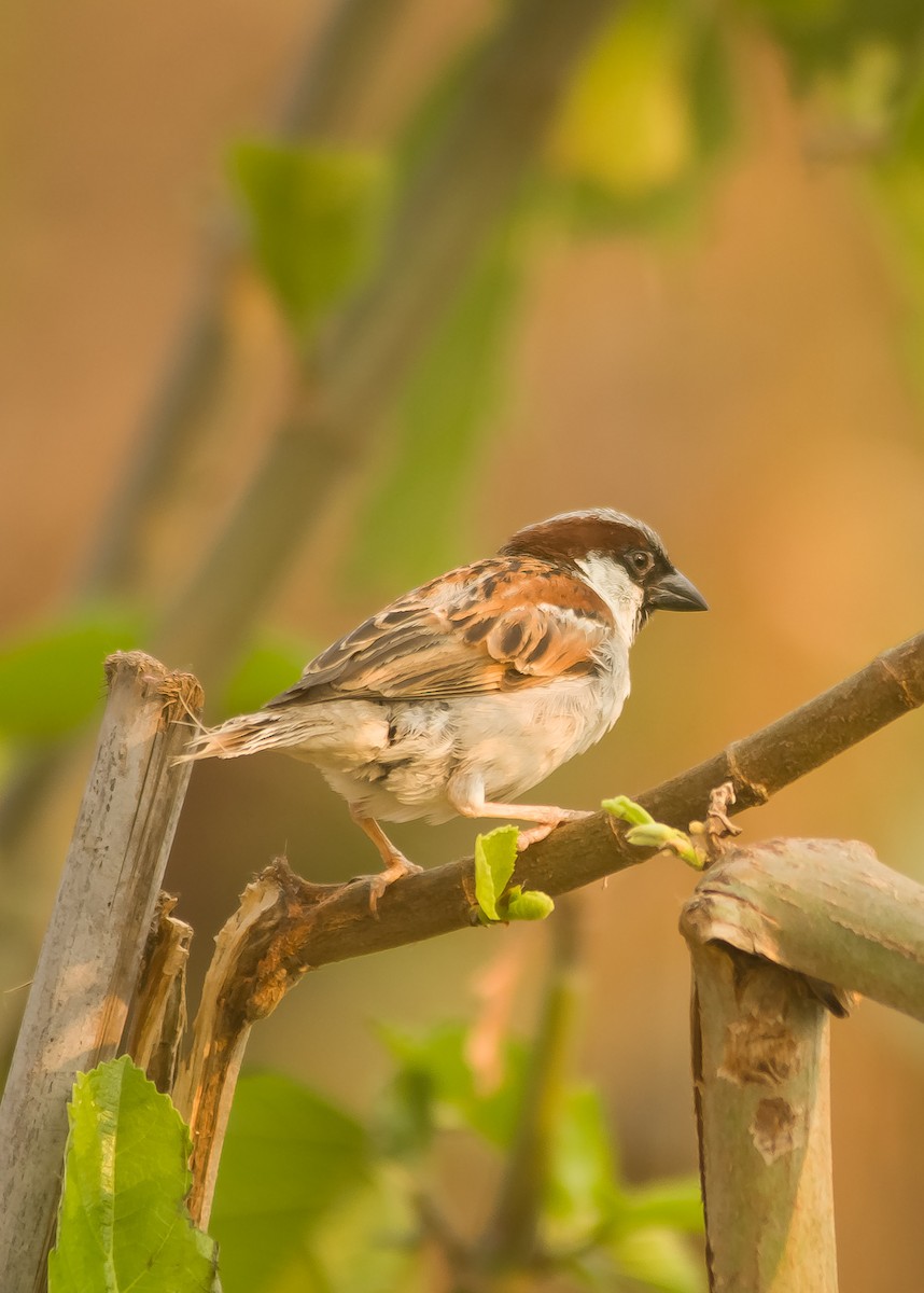 House Sparrow - Prabin kumar Mangaraj