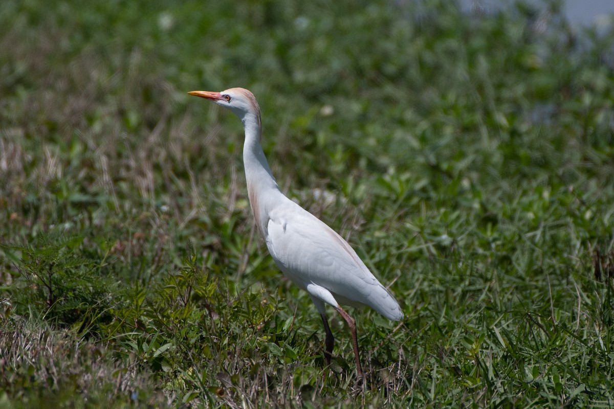 Western Cattle Egret - Dan Guérin