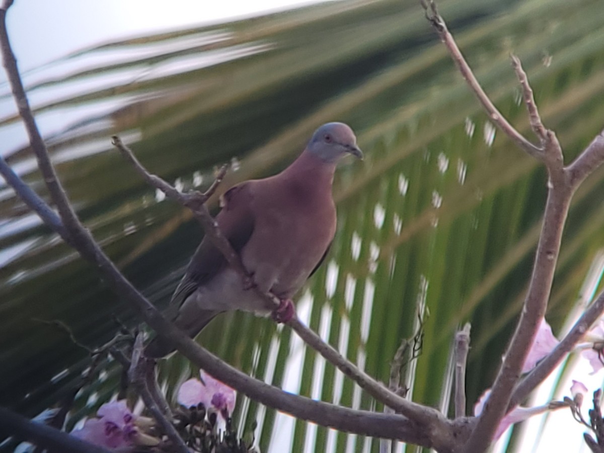 Pale-vented Pigeon - ML617114687