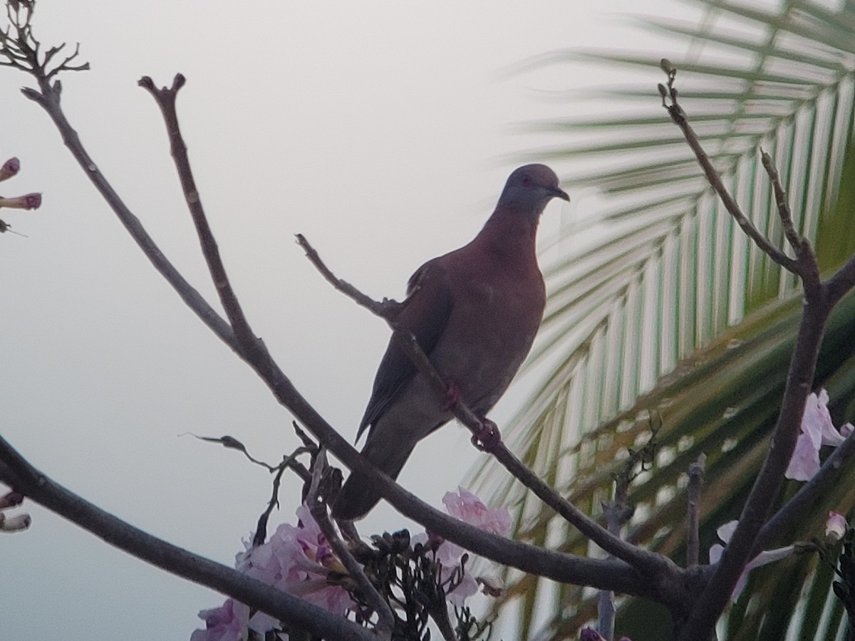 Pale-vented Pigeon - ML617114688