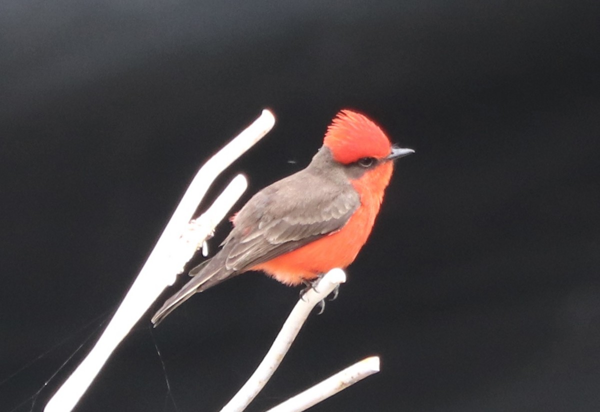 Vermilion Flycatcher - ML617114690