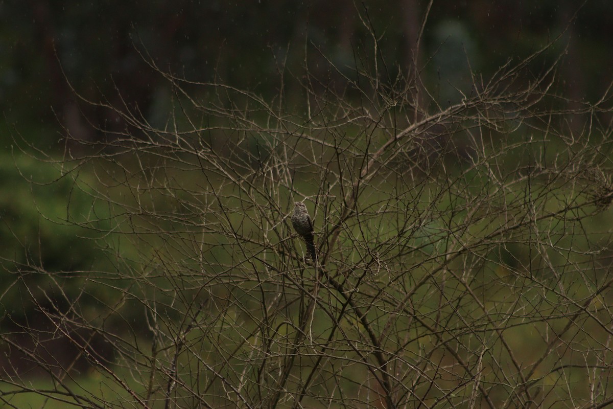 Fasciated Wren - Daisy Utitiaj Nunink