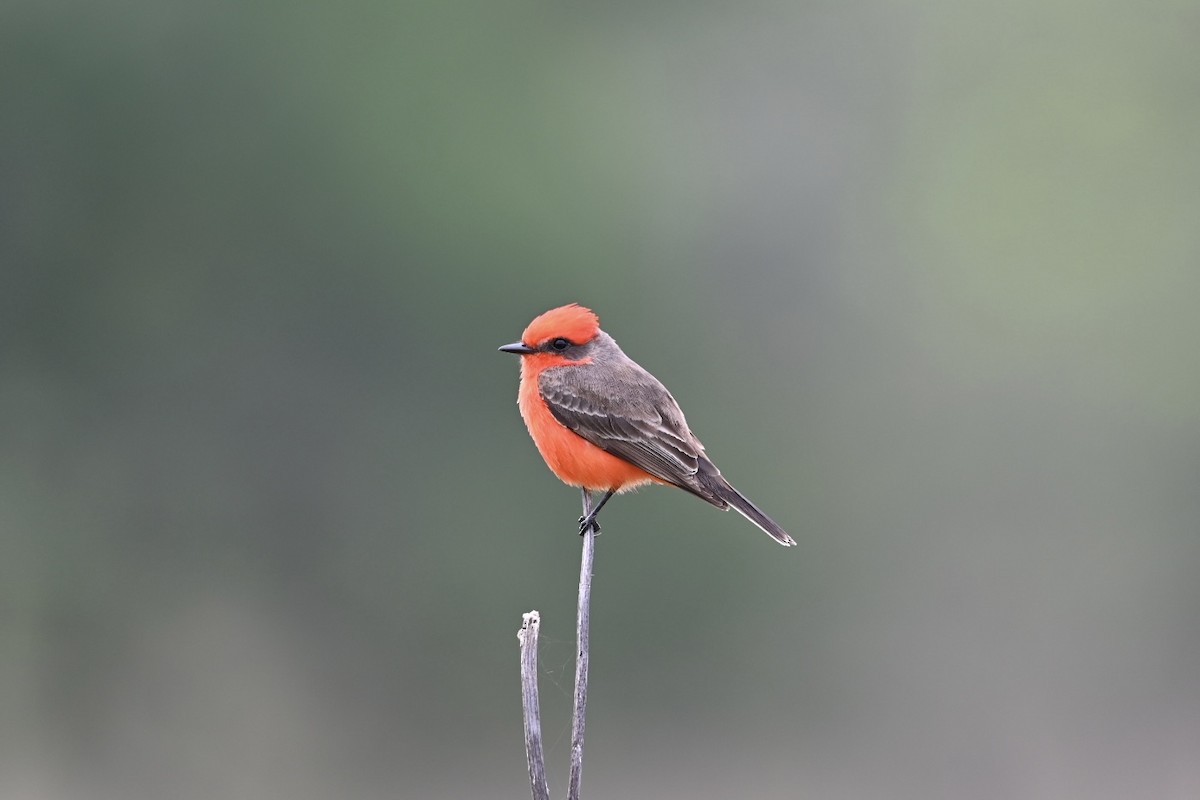 Vermilion Flycatcher - Danny Kelleher