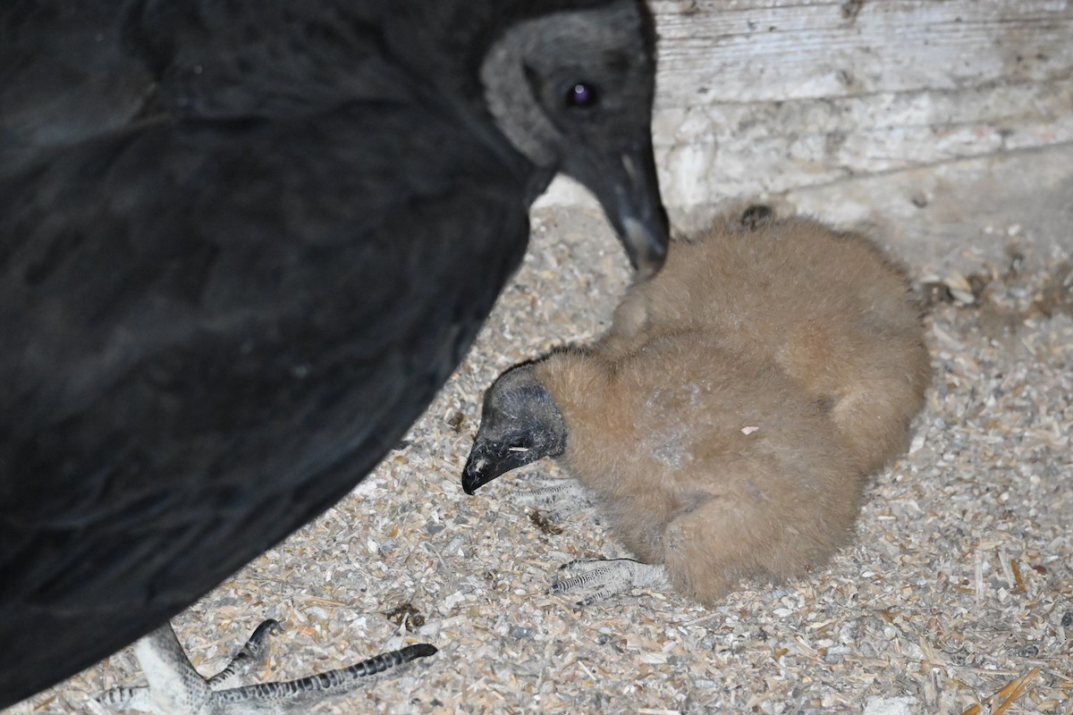 Black Vulture - Danny Kelleher