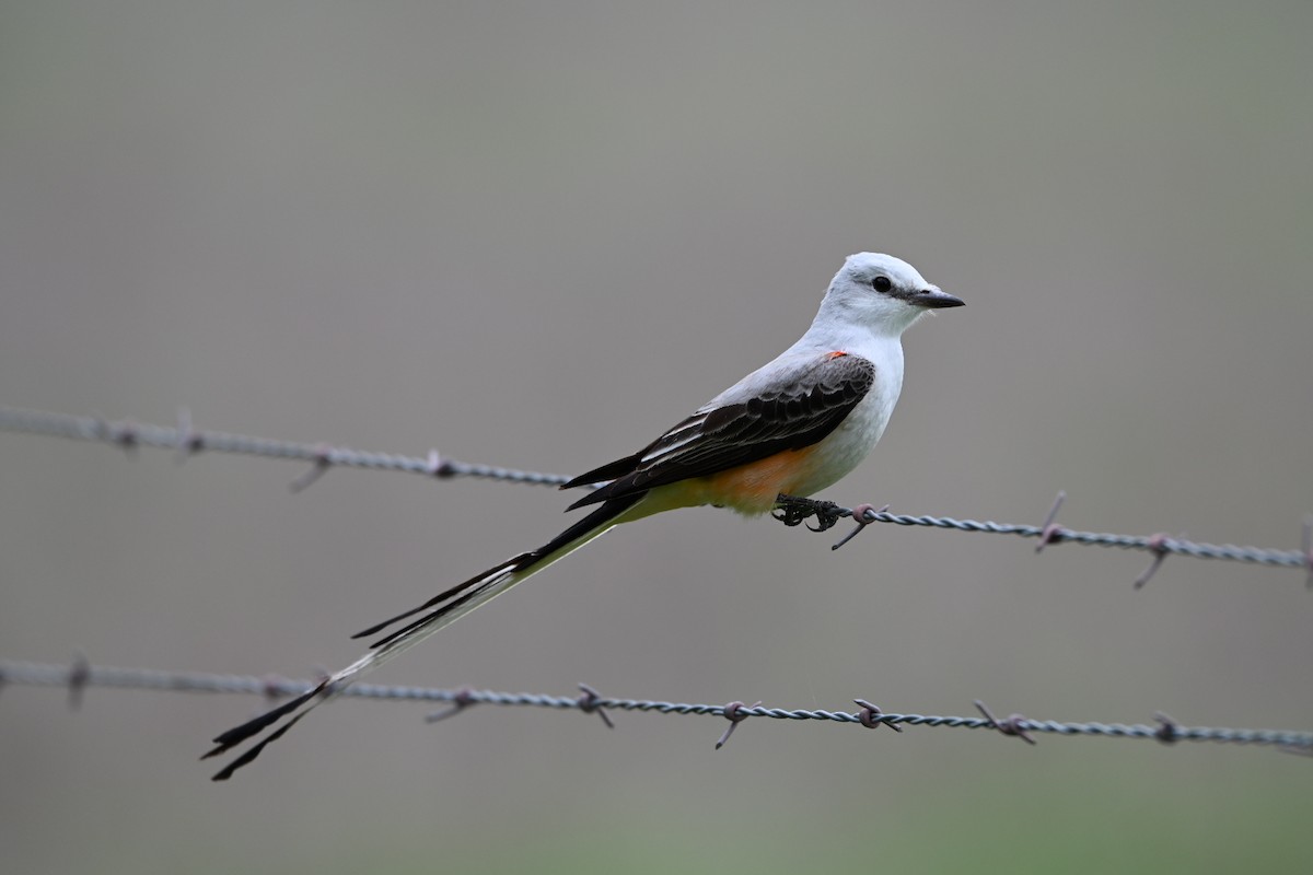 Scissor-tailed Flycatcher - Danny Kelleher