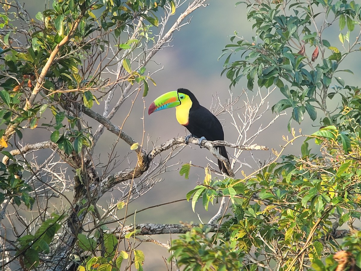 Keel-billed Toucan - ML617114871