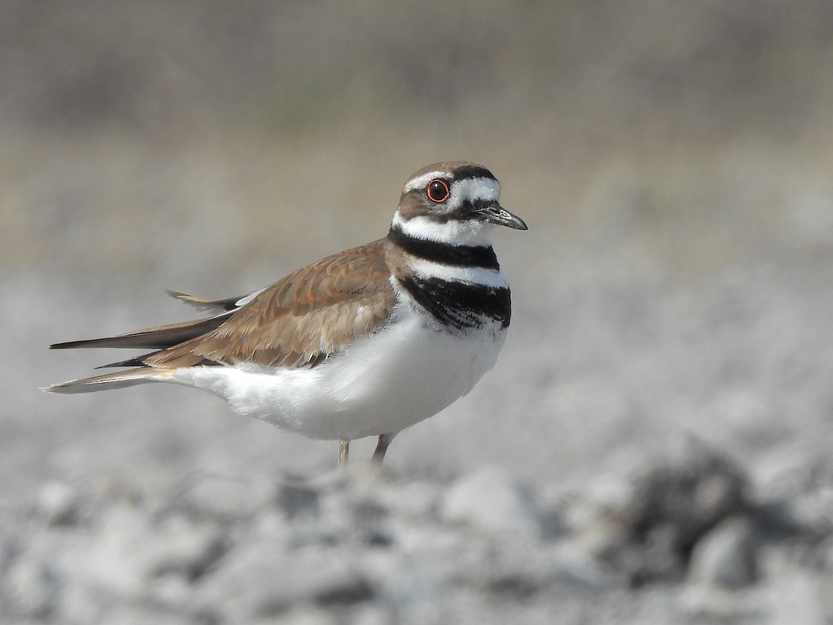 Killdeer - ML617114954