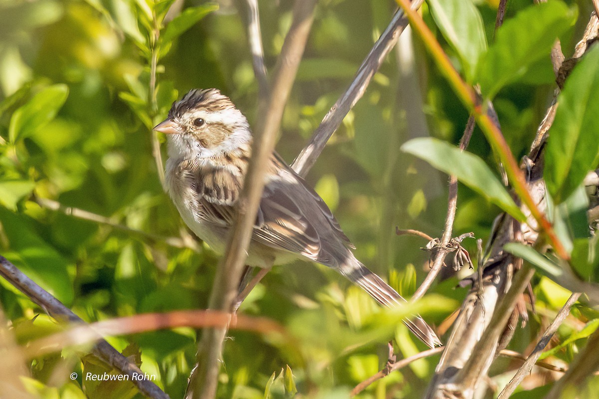 Clay-colored Sparrow - Reuben Rohn