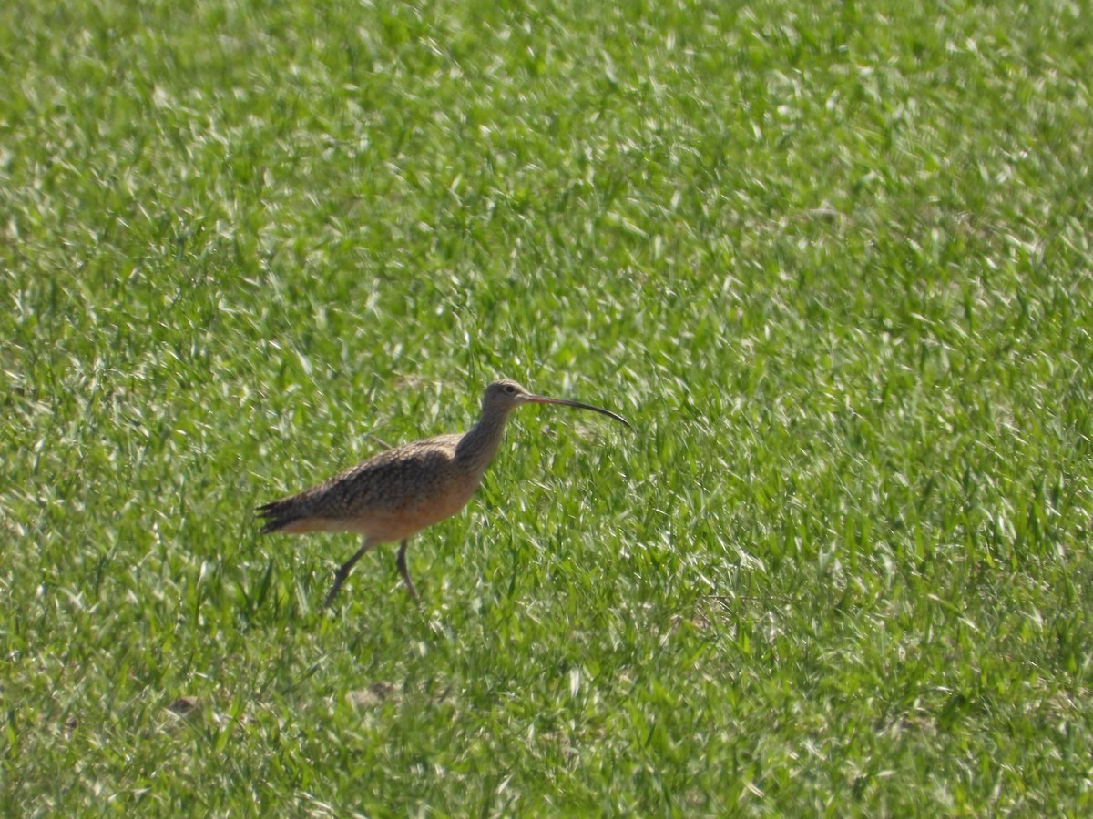 Long-billed Curlew - ML617115011