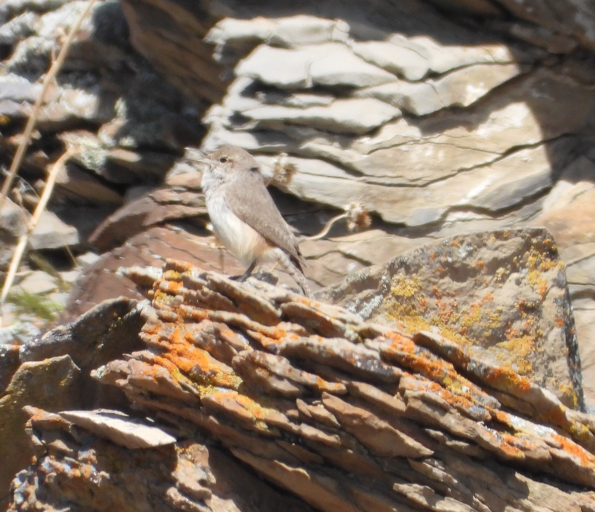 Rock Wren - Tom Wuenschell