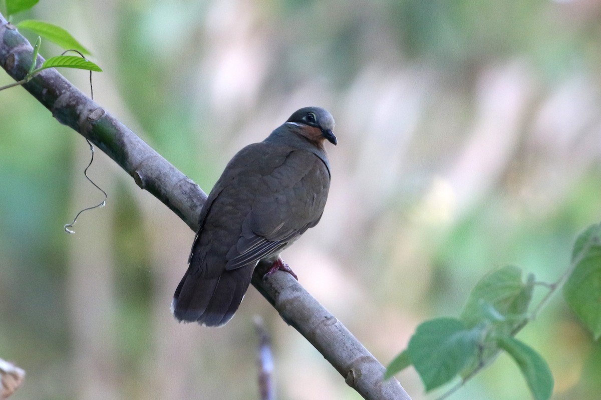 White-eared Brown-Dove - Dave Beeke