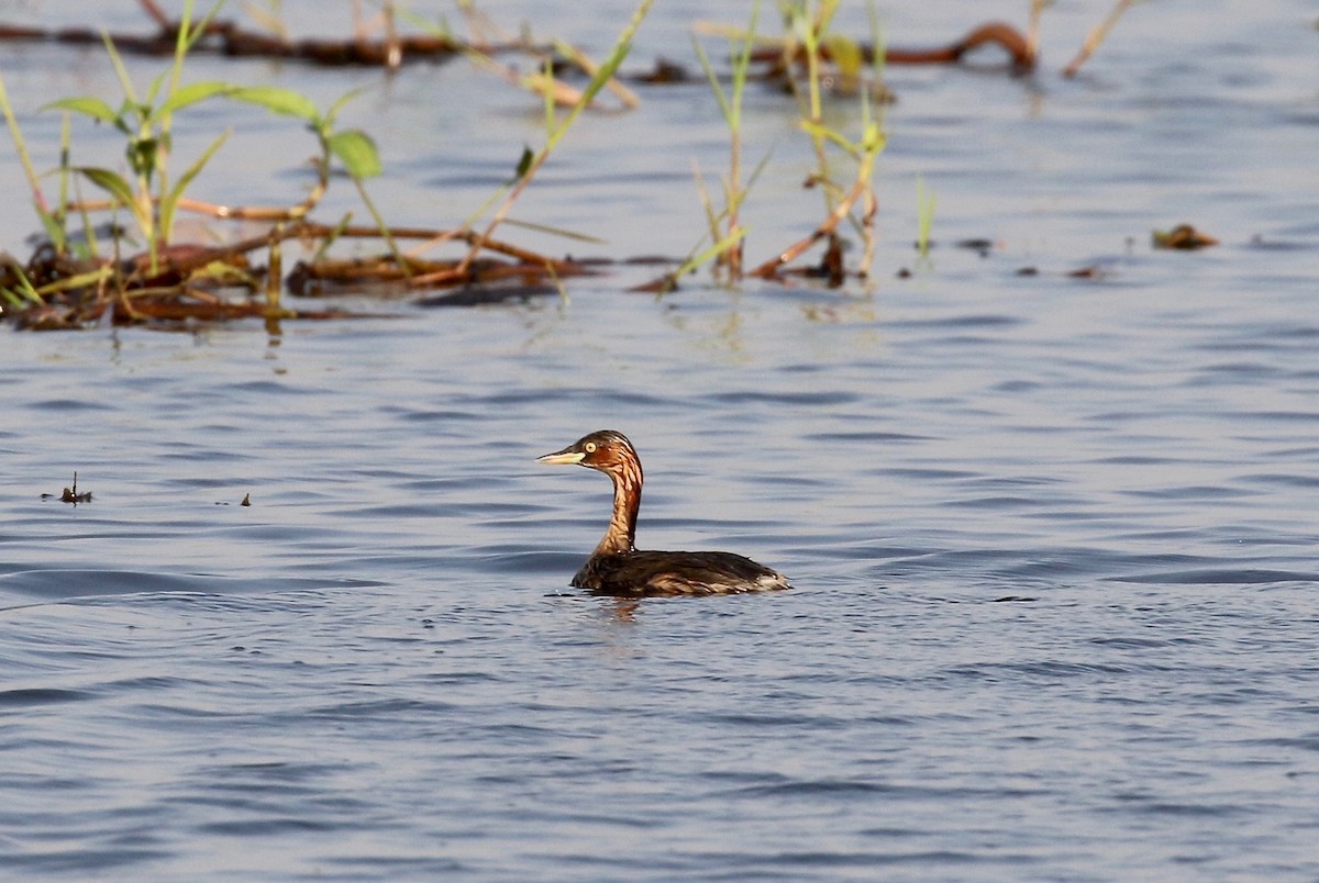 Little Grebe - ML617115064