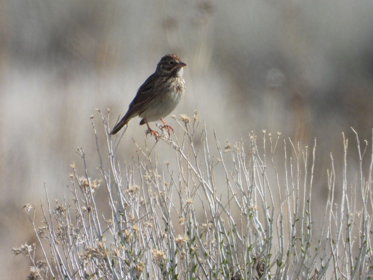 Vesper Sparrow - Tom Wuenschell