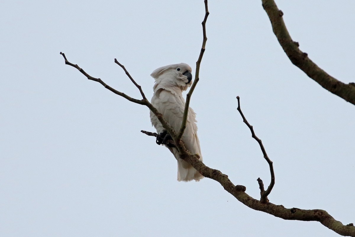 corella/white cockatoo sp. - Dave Beeke