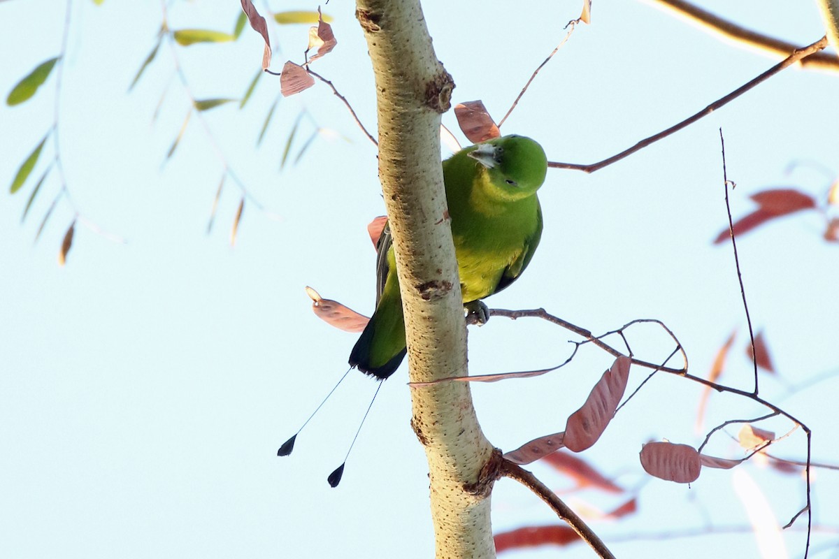 Green Racquet-tail - ML617115122