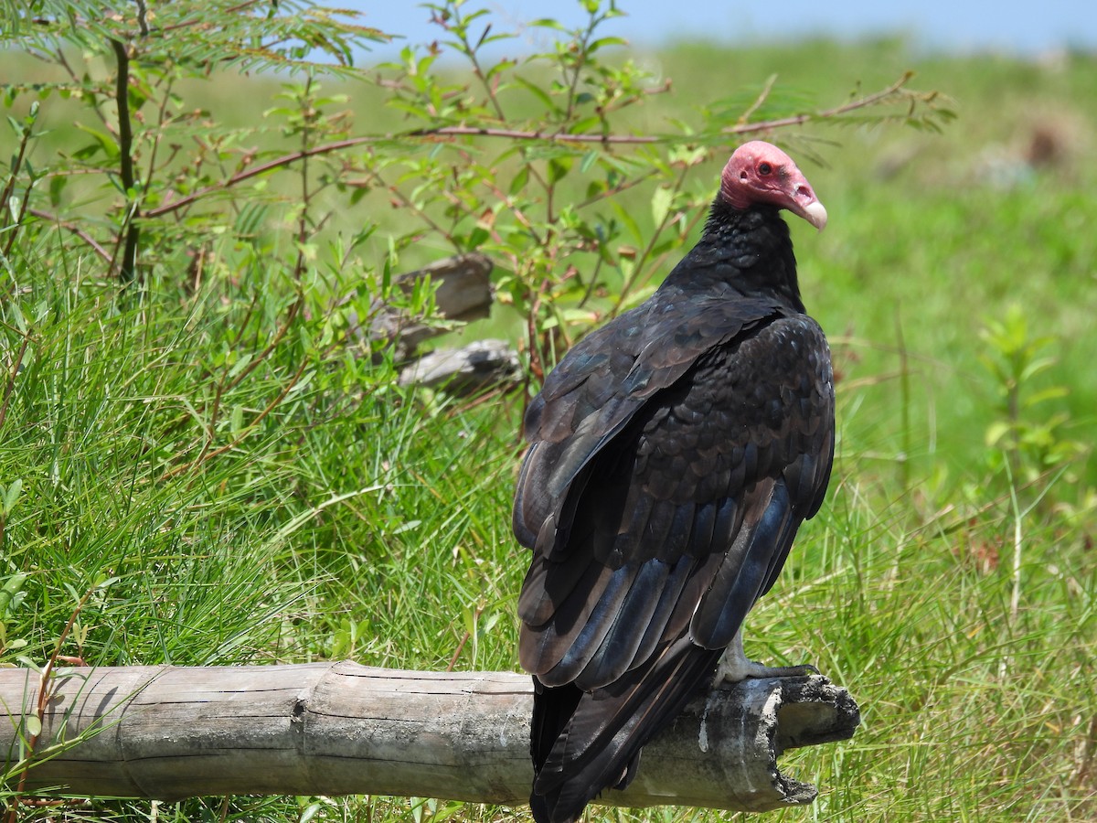 Turkey Vulture - ML617115128