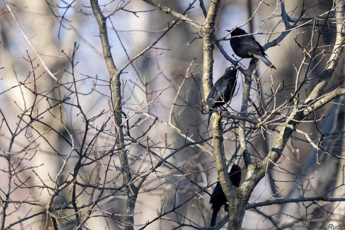 Rusty Blackbird - ML617115136