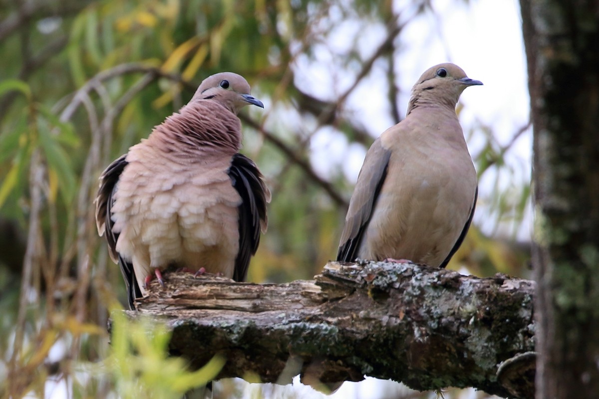 Eared Dove - ML617115143