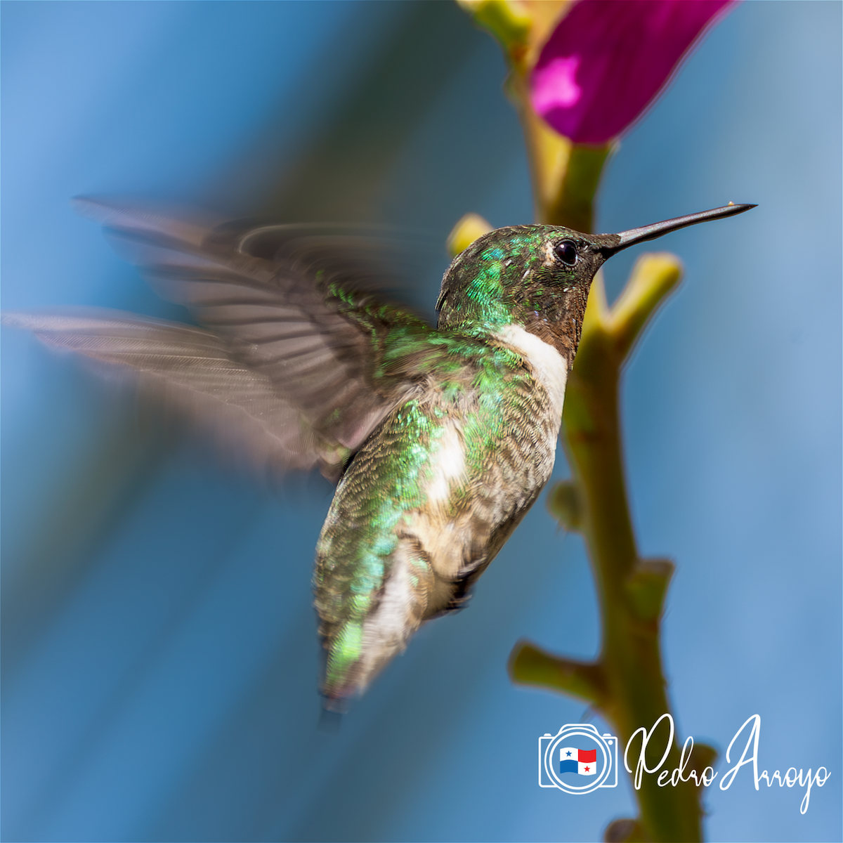 Ruby-throated Hummingbird - ML617115206