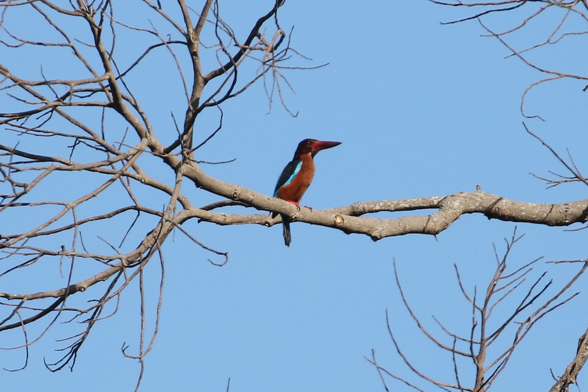 Brown-breasted Kingfisher - Dave Beeke