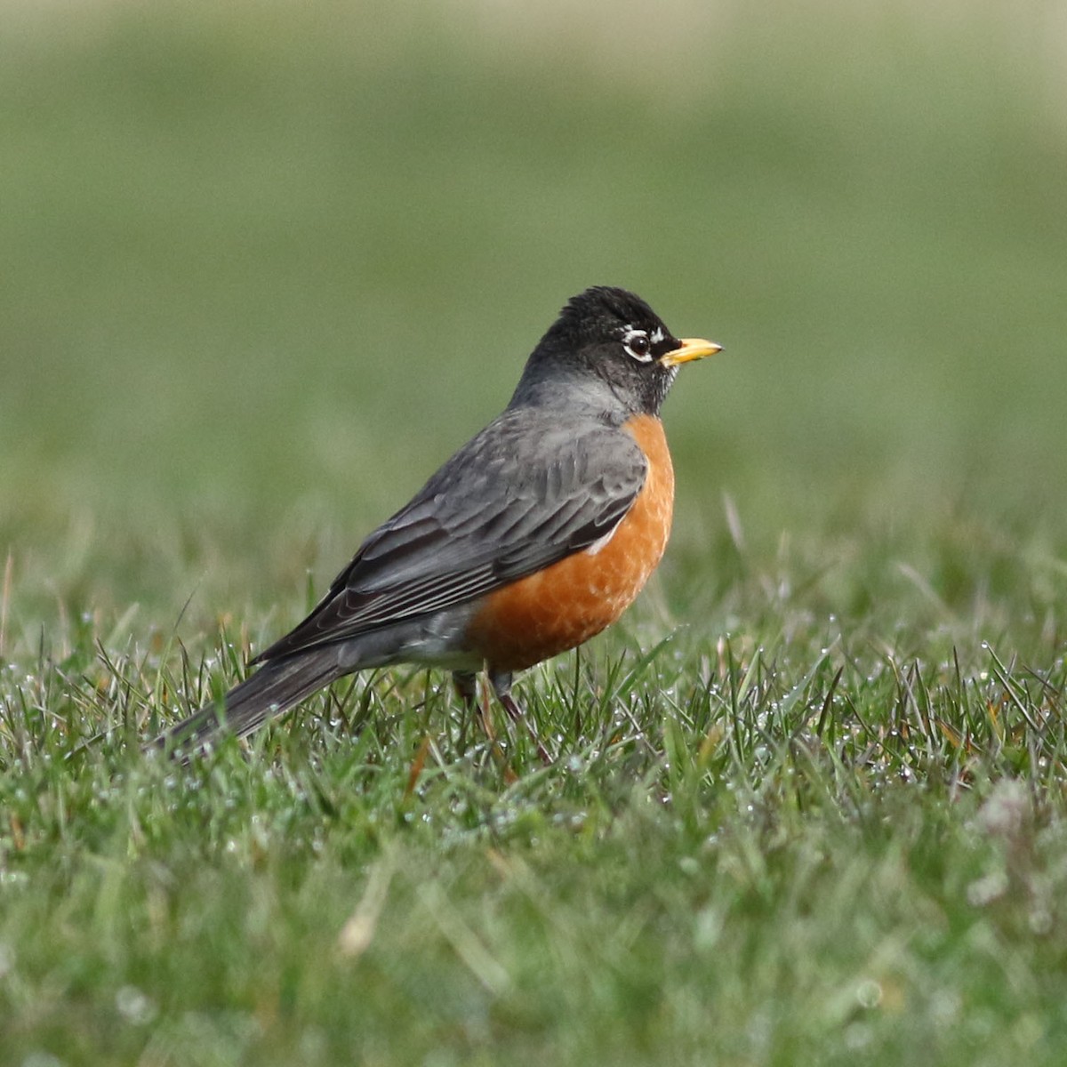 American Robin - ML617115238