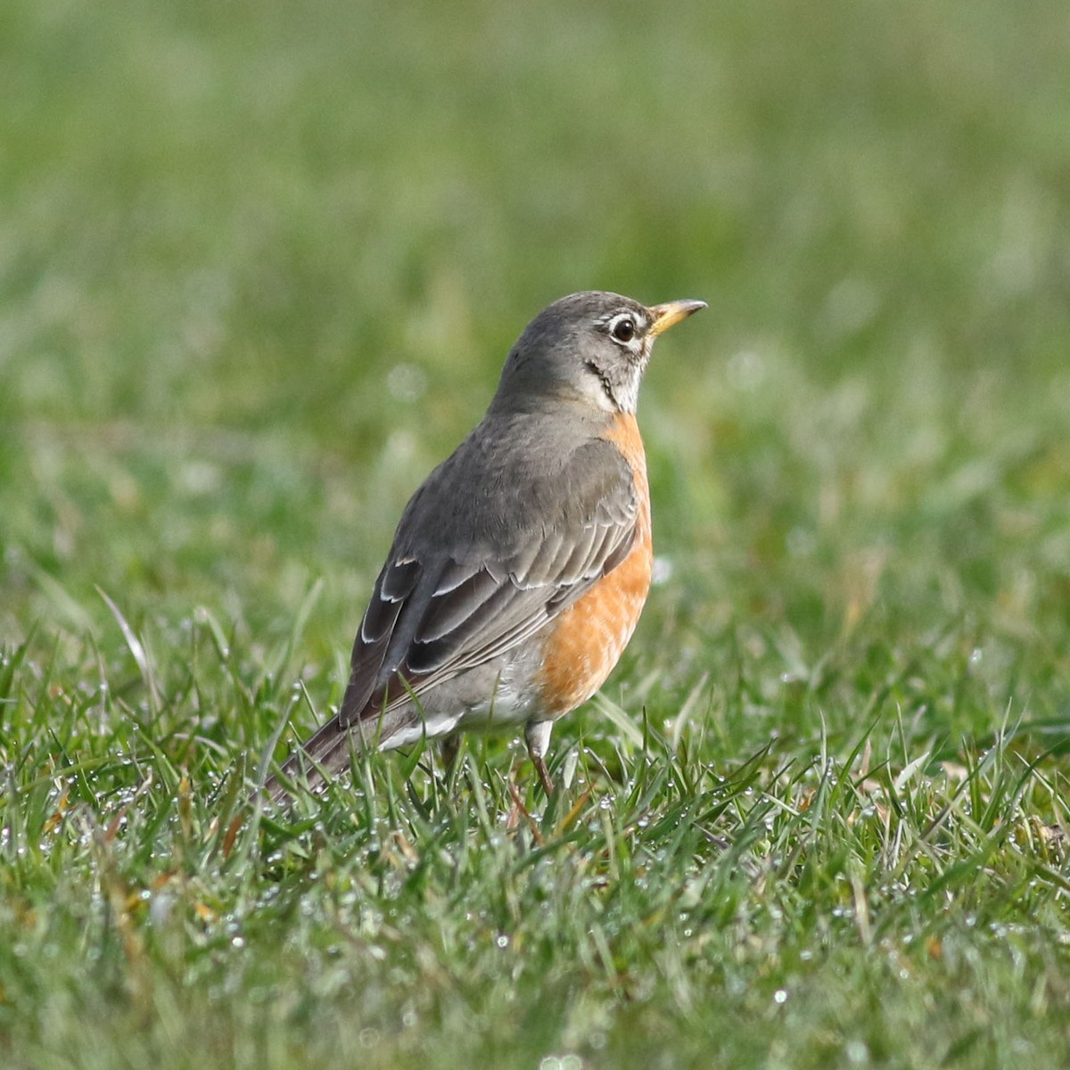 American Robin - ML617115239