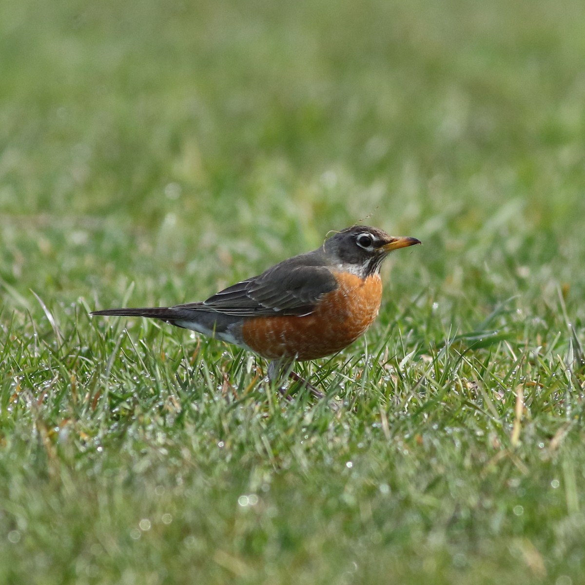 American Robin - ML617115240