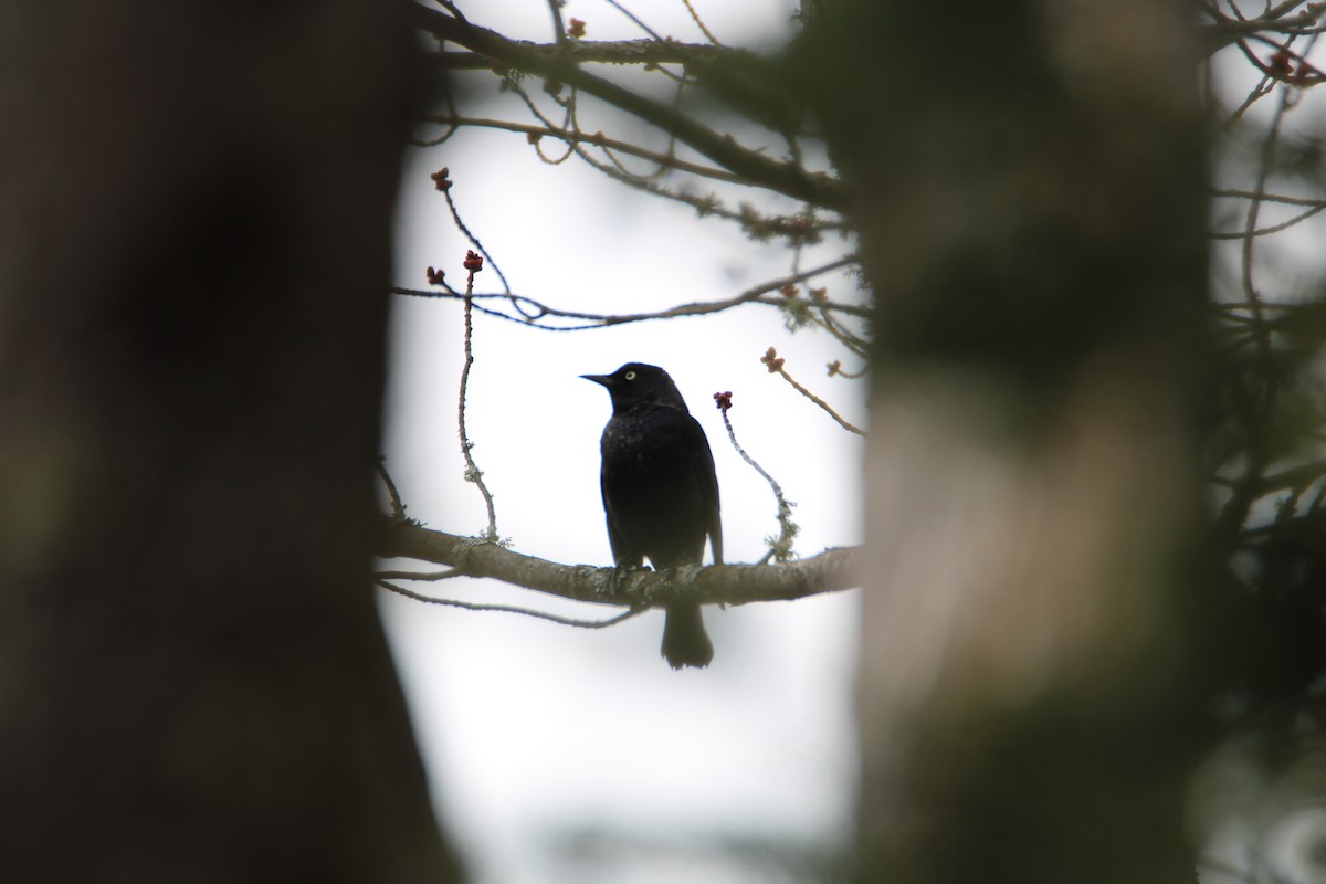 Трупіалець північний - ML617115258