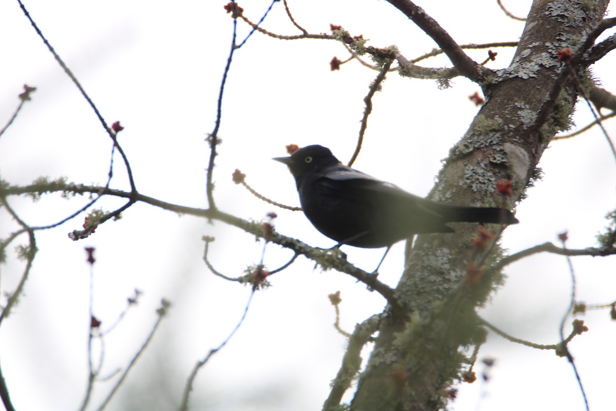 Трупіалець північний - ML617115271