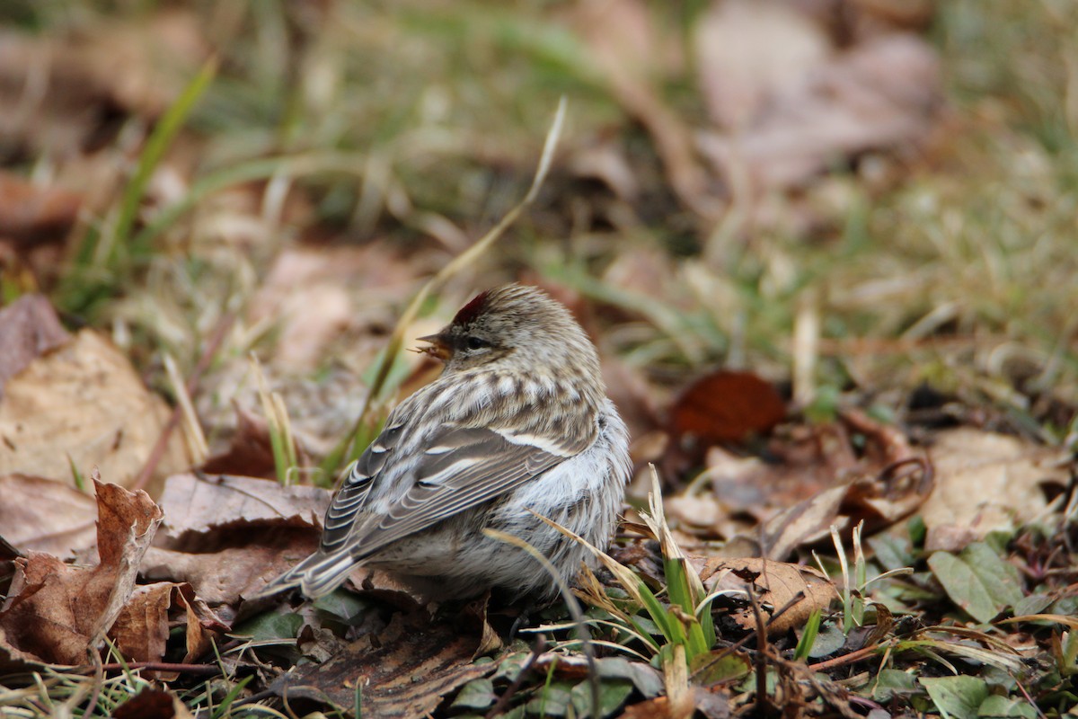 Redpoll (Common) - ML617115274