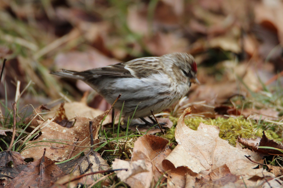 Redpoll (Common) - ML617115275