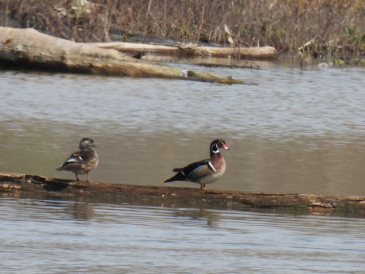 Wood Duck - ML617115283