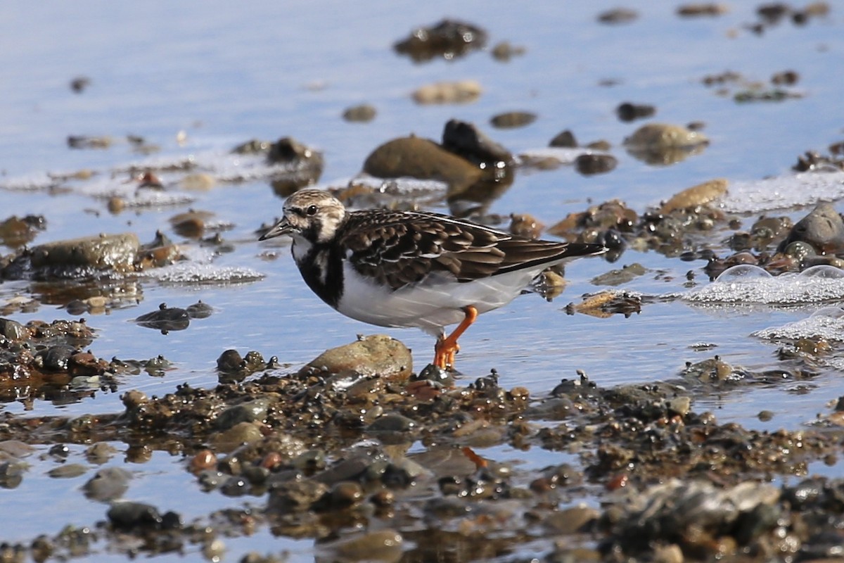 Ruddy Turnstone - ML617115317