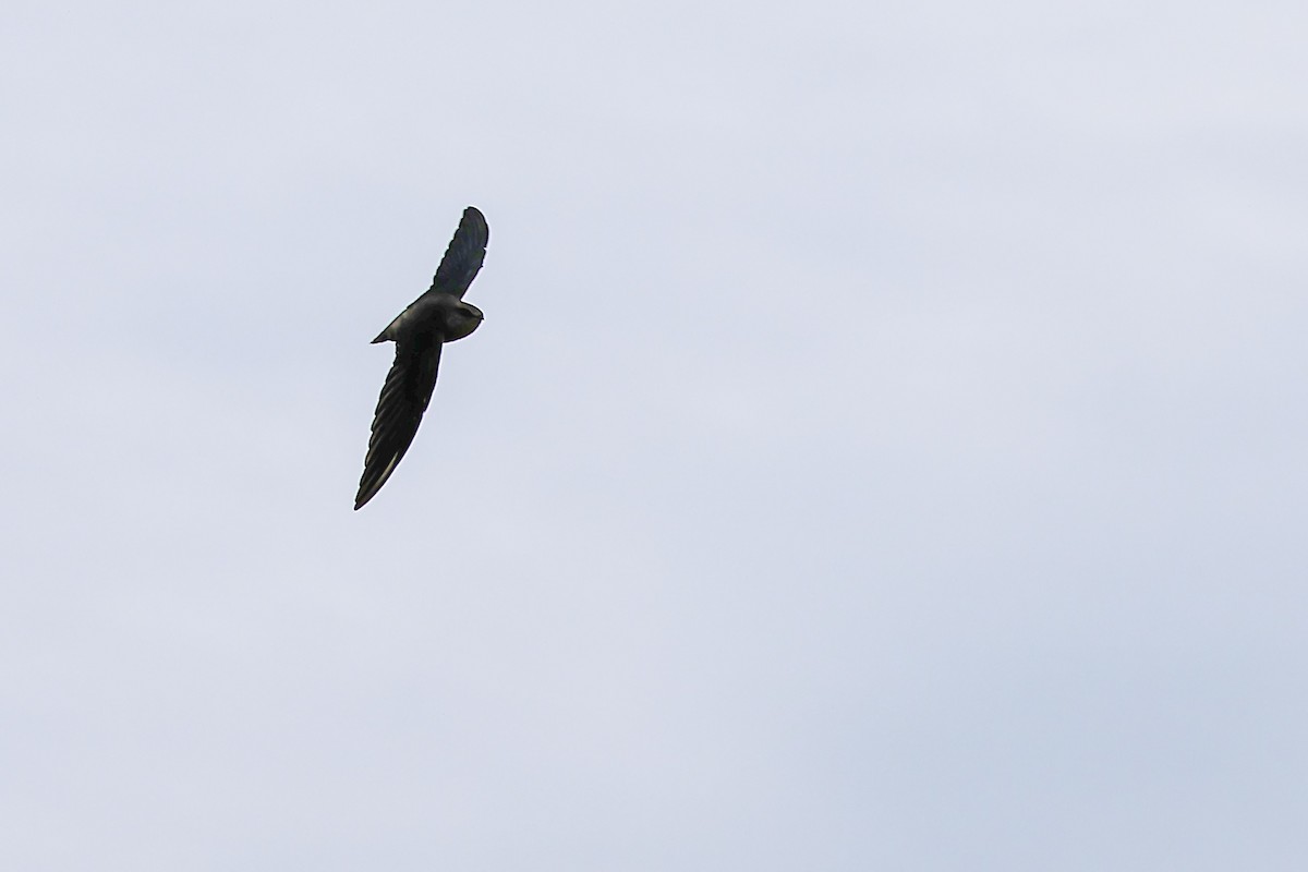 Gray-rumped Swift - Thiane Melen