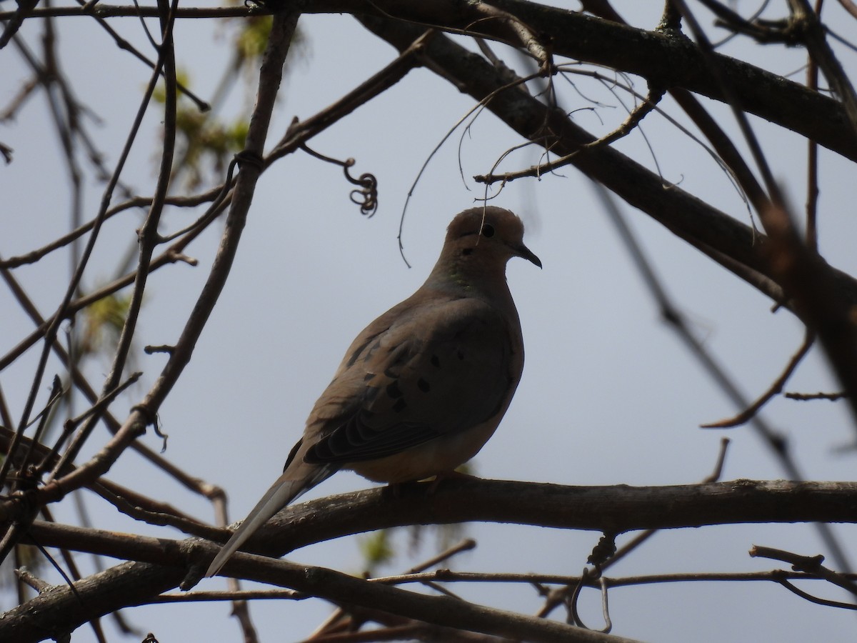 Mourning Dove - ML617115380