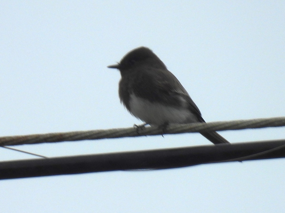 Чёрный фиби - ML617115389