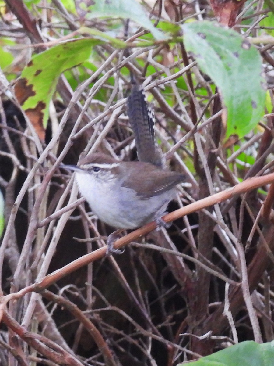 Bewick's Wren - ML617115398