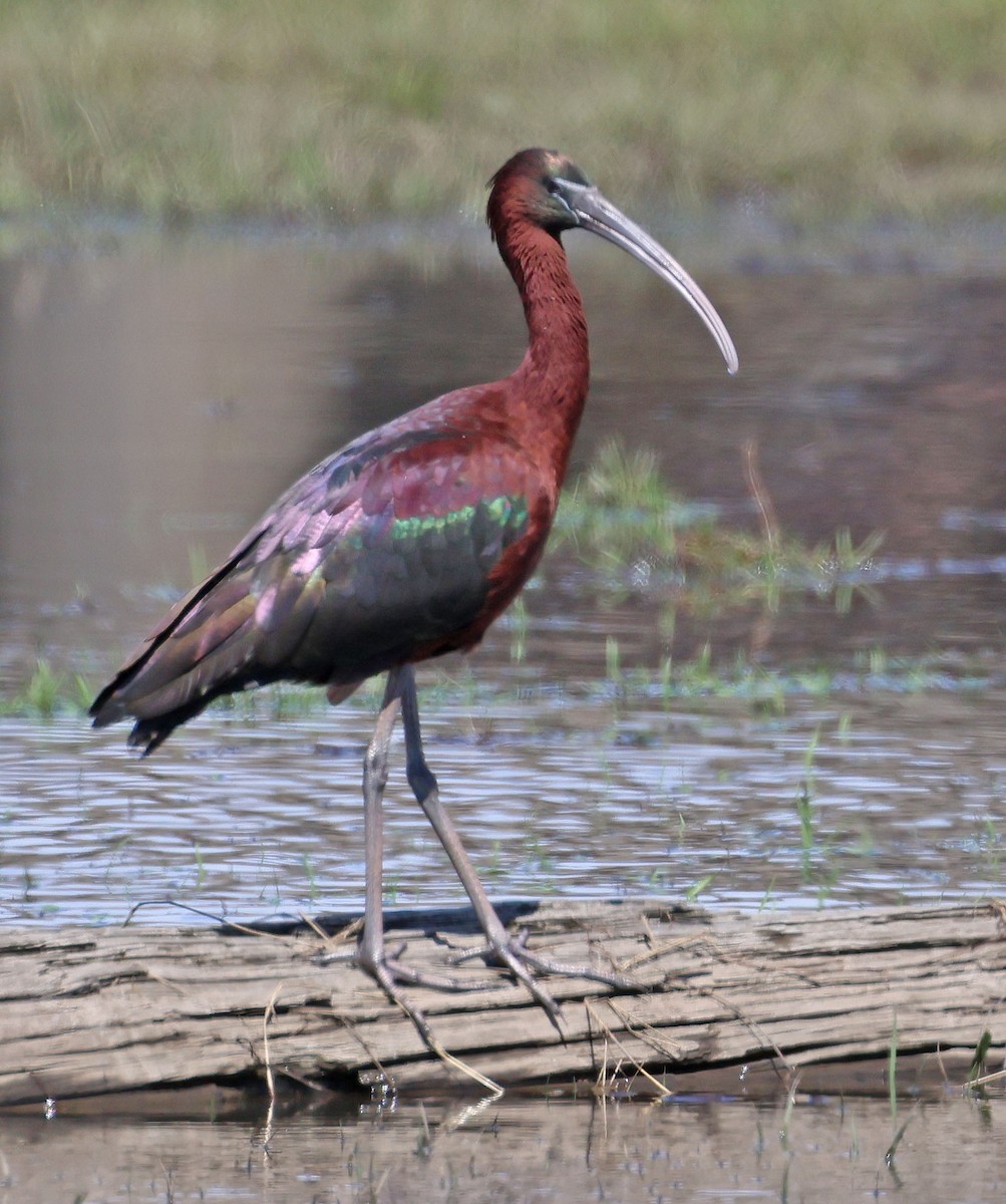 Glossy Ibis - ML617115421