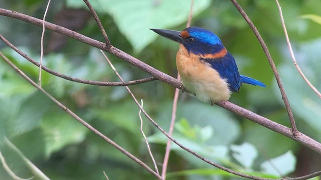 Rufous-lored Kingfisher - ML617115423