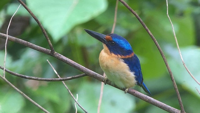 Rufous-lored Kingfisher - ML617115424