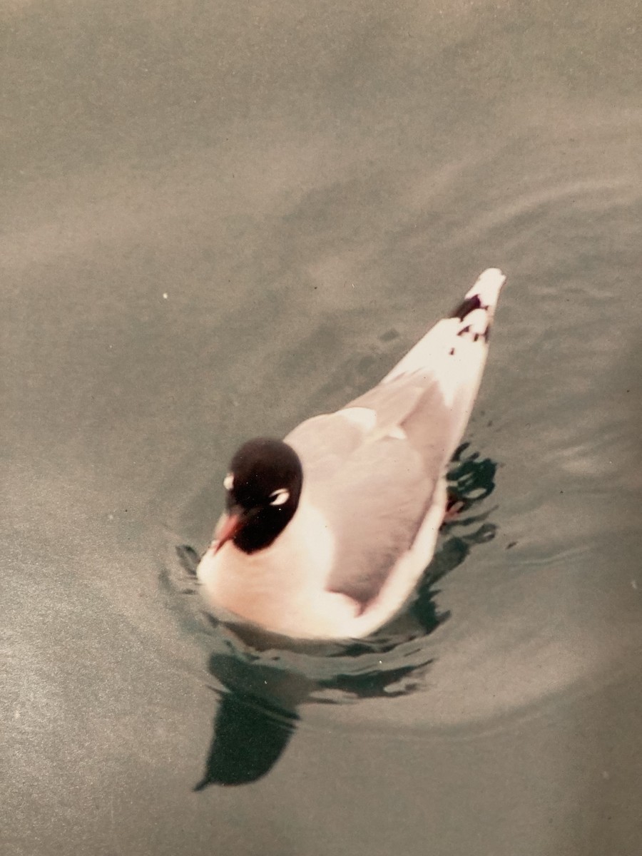 Franklin antxeta - ML617115450