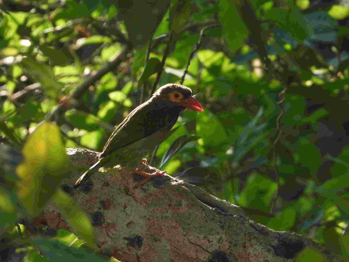 Kahverengi Başlı Barbet - ML617115455