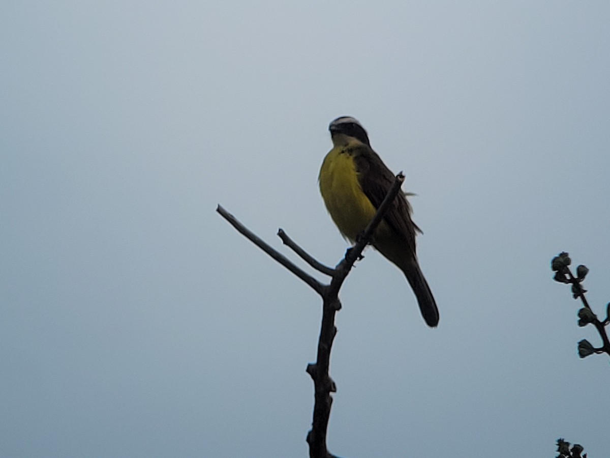 Rusty-margined Flycatcher - ML617115456